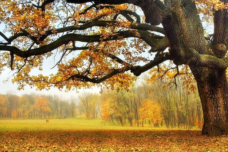 Under the Old Oak Tree, forest, autumn, tree, leaves, colors, oak, HD wallpaper