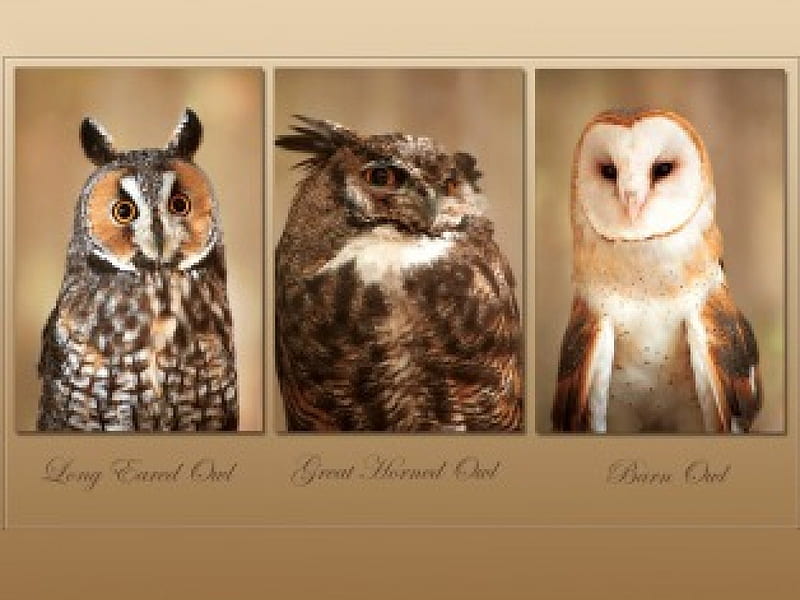 WISE GUYS, long eared, great horned, barn owl, HD wallpaper