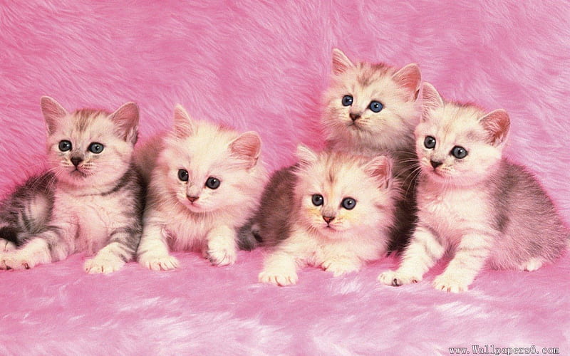 65 Cute Kitten Wallpaper Backgrounds  WallpaperSafari