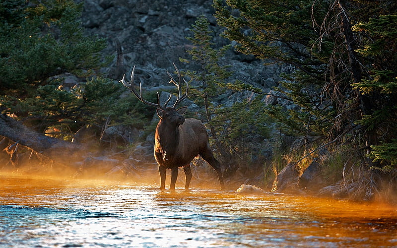Deer river mountains-Animal, HD wallpaper