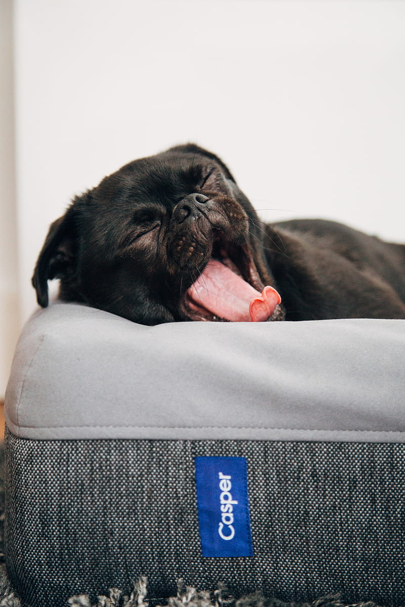 black pug yawning on Casper pet bed inside room, HD mobile wallpaper
