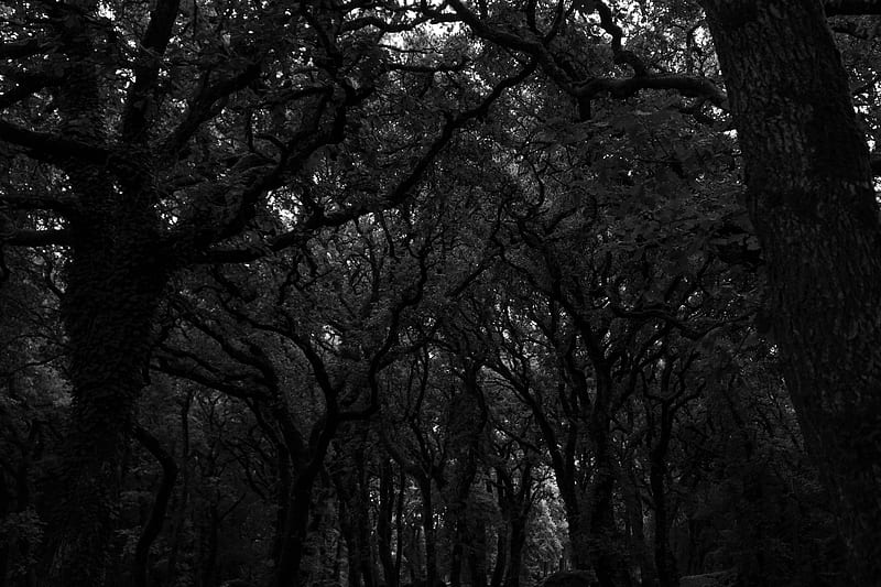 forest, trees, dark, bw, HD wallpaper