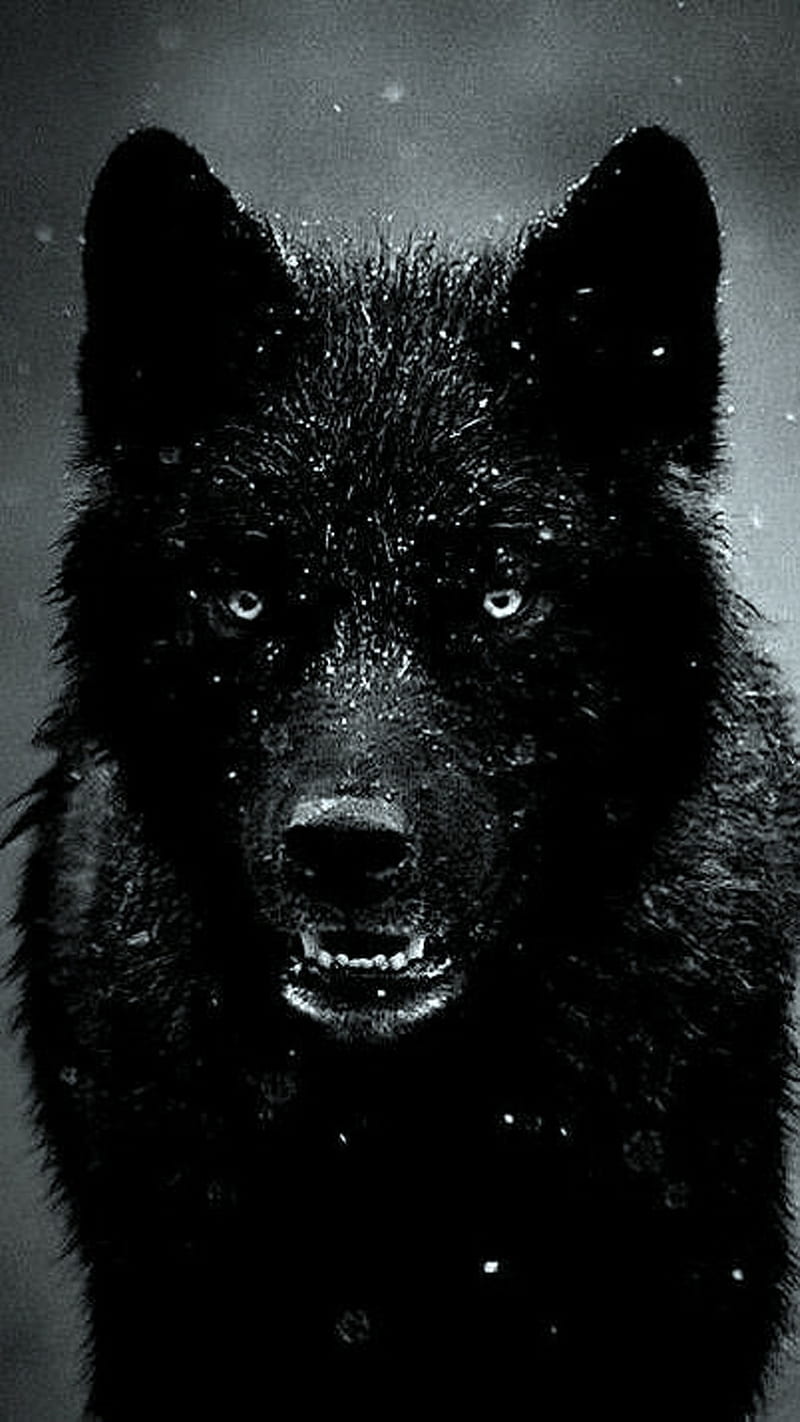 Black Wolf, HD phone wallpaper