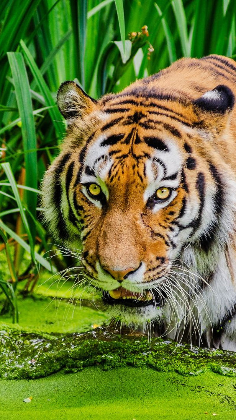 Animals-Siberian tiger , animals, siberian tiger, HD phone wallpaper