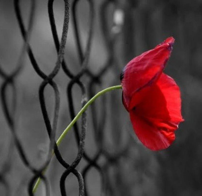 poppy, fence, red, flower, wire, HD wallpaper
