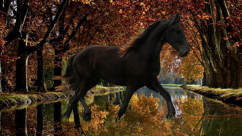 I love this pass..., forest, autumn, canal, black, trees, horse, stallion, nature, season, river, reflection, HD wallpaper