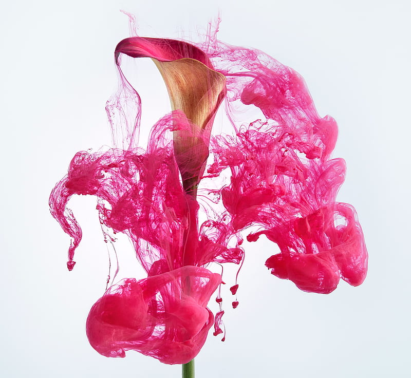 Lily, flower, ink, pink, HD wallpaper | Peakpx