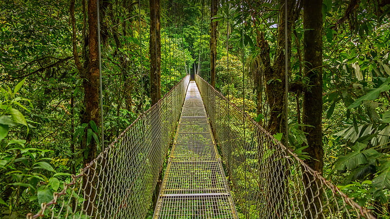 Monteverde Cloud Forest Costa Rica Bing, HD wallpaper