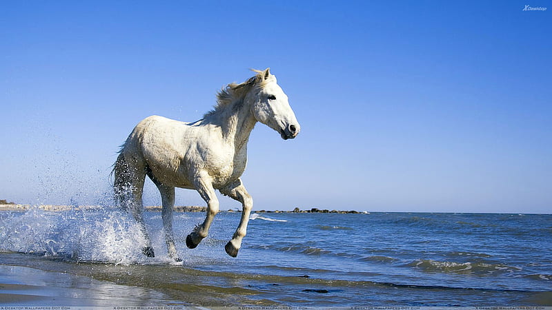 Camargue White Horse Running Near Sea, HD wallpaper