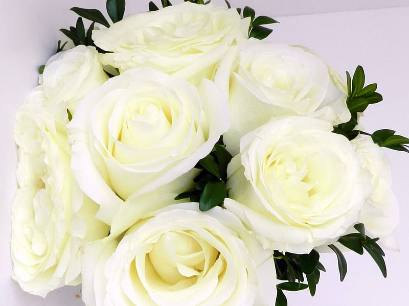 Với sự thanh khiết, tinh tế và quý phái, những bông hoa hồng trắng luôn đem lại niềm hy vọng và niềm tin cho mỗi người. Chụp ảnh những bông hoa hồng trắng sẽ mang đến cảm giác đầy sức sống, thăng hoa cho người xem.