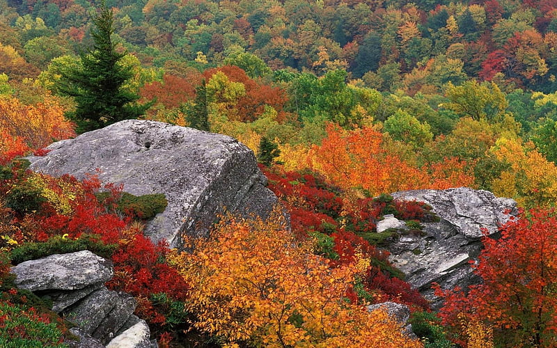 leaves autumn-Scenery, HD wallpaper