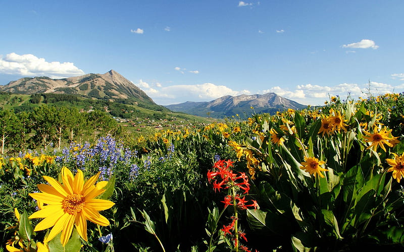 Crested Butte Hiking Trail, Colorado, flowers, sky, landscape, wildflowers, blossoms, HD wallpaper