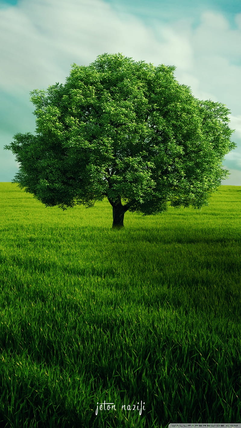 Greens, green, land, nature, HD phone wallpaper