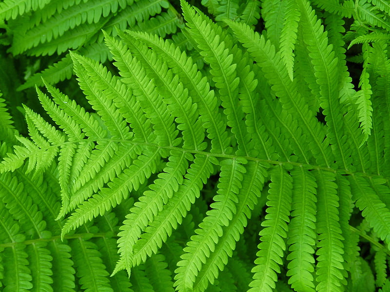 Forest Fern Leaves, Nature, Forest, Ferns, Summer, graphy, Leaves, HD ...