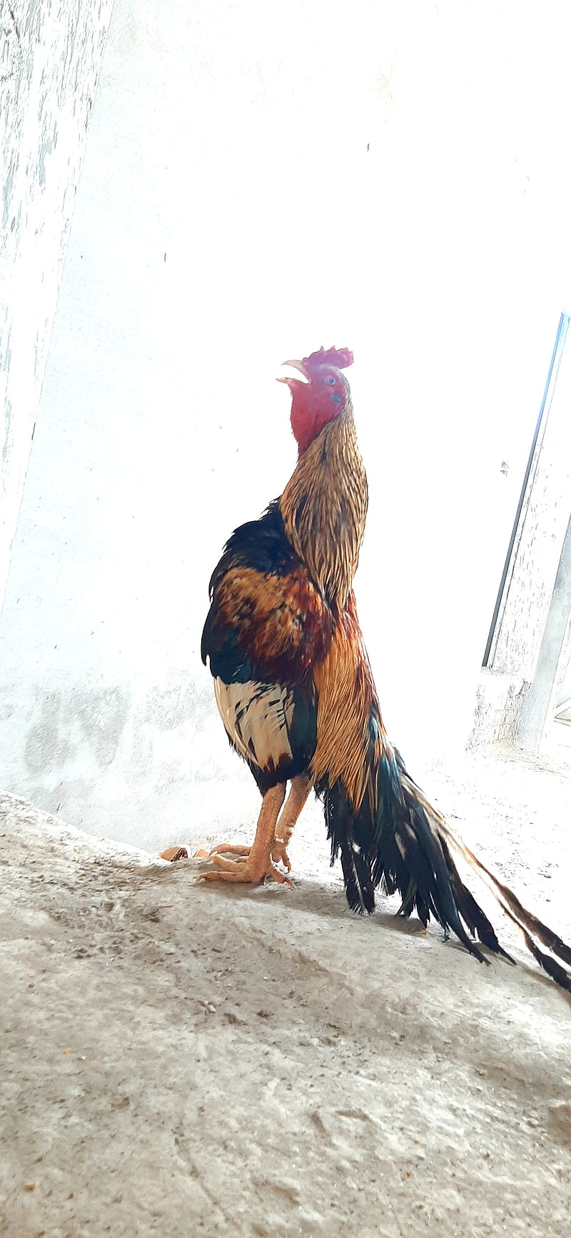 Aseel, gallo, gallos, Fondo de pantalla de teléfono HD | Peakpx