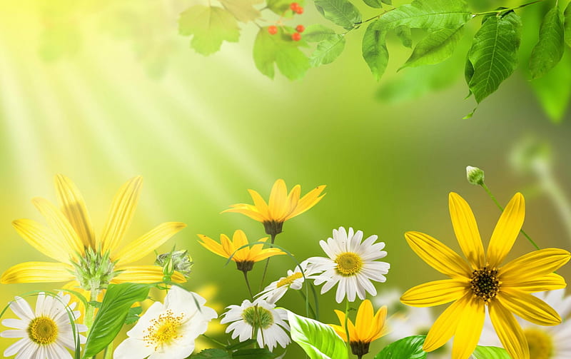 Flowers, green, flower, nature, daisy, light, HD wallpaper