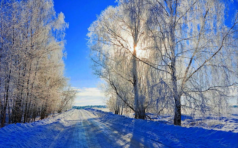 Winter, forest, winter sun, sun, sunset, winter time, trees, snowy, snow, nature, sunrise, road, landscape, HD wallpaper