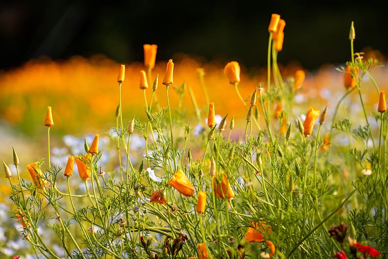 wild flowers, flowers, grass, summer, yellow, HD wallpaper wild flowers, flowers, grass, summer, yellow, HD wallpaper