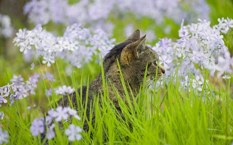 Lost, grass, cat, animal, green, purple, flower, nature, kitten, pink, field, HD wallpaper
