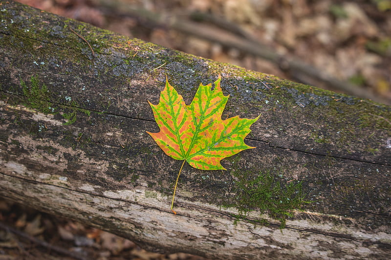 maple, leaf, macro, autumn, bark, HD wallpaper