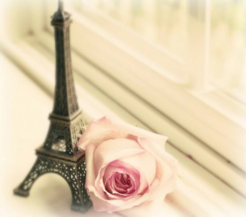 Paris on a window, pink rose, still life, Eiffel, window, Paris ...