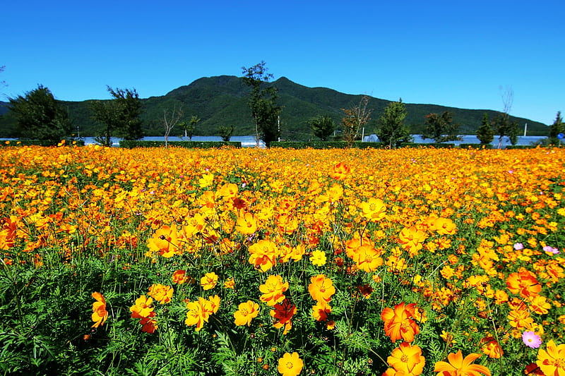 Field Of Flowers, green, orange, mountai, flower, yellow, hill, field, flora, HD wallpaper