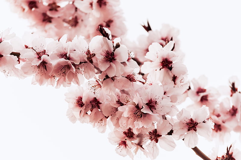 Sakura, flor, flores, cerezo, flores, rosa, árbol, Fondo de pantalla HD |  Peakpx