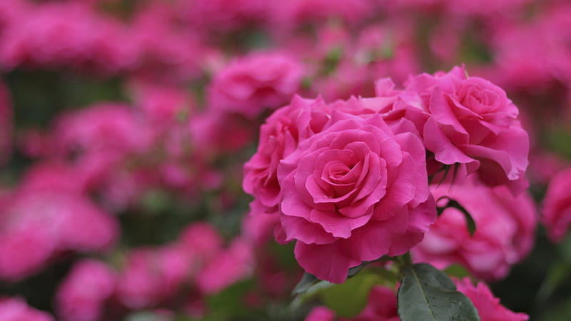 Beautiful Pink Rose Flowers Green Leaves In Blur Background Flowers, HD  wallpaper | Peakpx