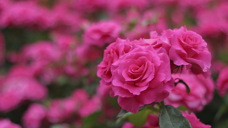 Hermosas flores rosas rosadas hojas verdes en flores de desenfocado, Fondo  de pantalla HD | Peakpx