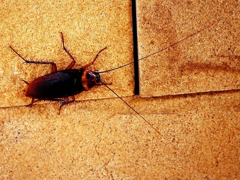 Cockroach Control Sydney, australia, sydney, cockroach, HD wallpaper