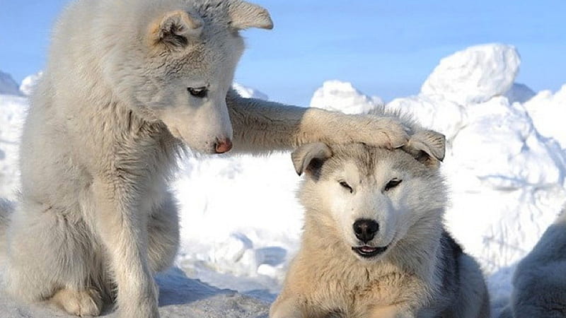 2 White Husky Puppies, huskies, snow, sled dog, wolf, white dogs, pets, animals, dogs, HD wallpaper