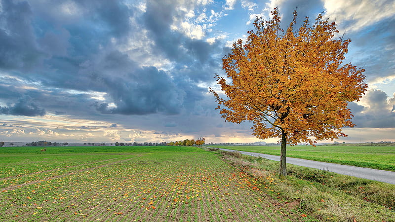graphy, Fall, Cloud, Field, Path, Road, Sky, Tree, HD wallpaper