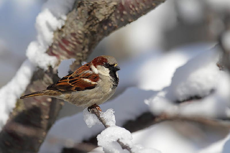 House sparrow., bird, snow, sparrow, animal, perch, winter, HD wallpaper