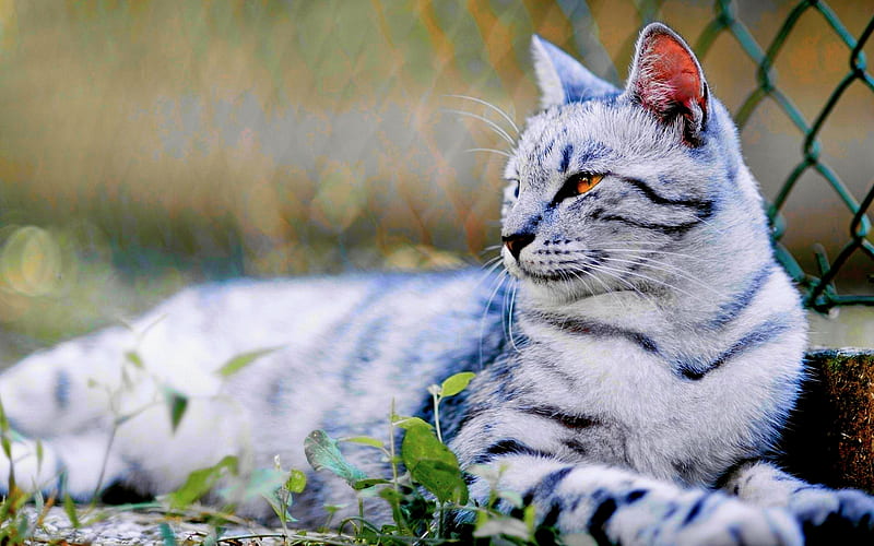 TIGER?? No! It's A KITTY!!, big, kitty, white, cat, stipes, HD wallpaper