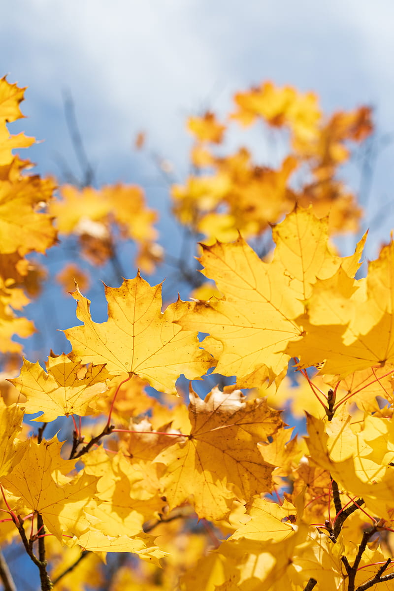 leaves, yellow, dry, autumn, maple, HD phone wallpaper