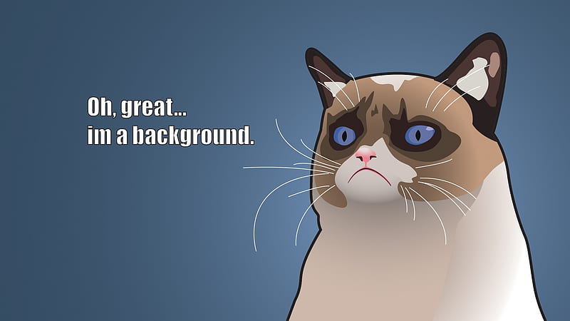 grumpy cat, feline, grumpy, cat, siamese, HD wallpaper