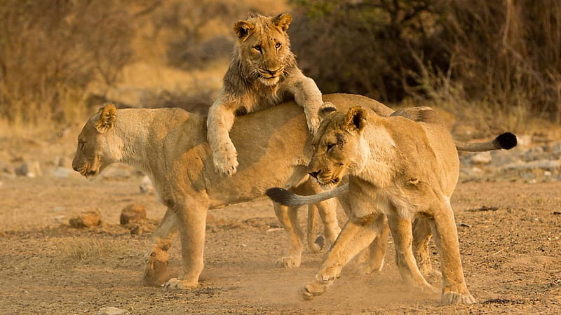 Leones jugando, jugando, tres, grupo, leones, Fondo de pantalla HD | Peakpx