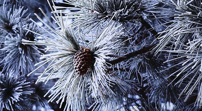 Pine needles, pine, winter, pine neddles, nature, fir, HD wallpaper