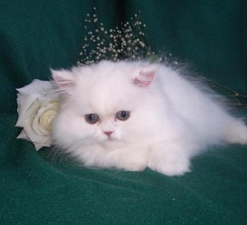 cute white fluffy, cute, fluffy, Chinchilla, white, cat, kitten, animals, HD wallpaper