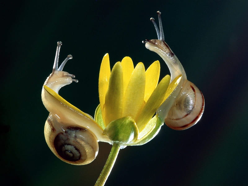 Two snails in yellow flowers, flowers, snails, animals, style, HD wallpaper