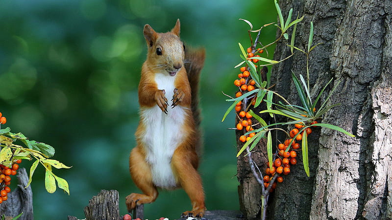 Eurasian Red Squirrel With Blur Background Squirrel, HD wallpaper