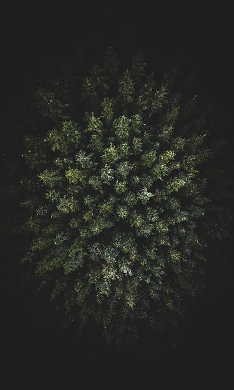 Woods, birdseye, dark, trees, treetops, HD phone wallpaper