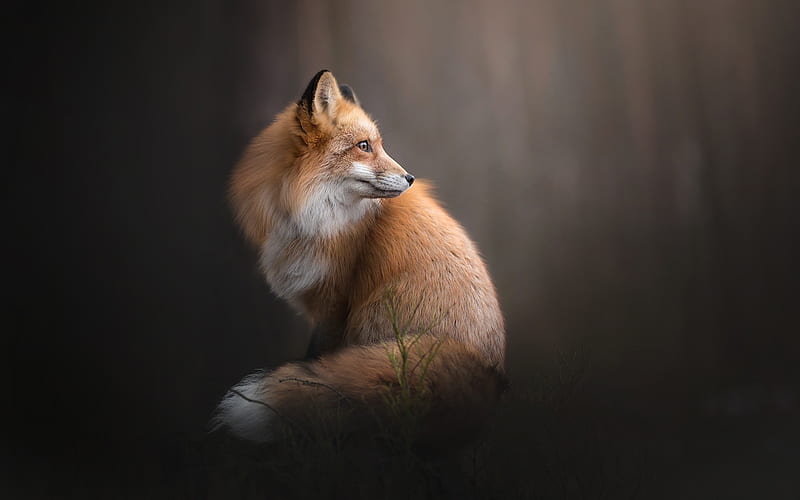 Red Fox, foxes, fox, animals, HD wallpaper