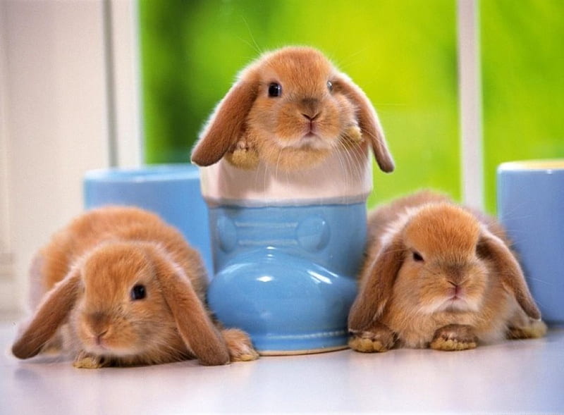 orange rabbits, ears, lop, table, blue, HD wallpaper