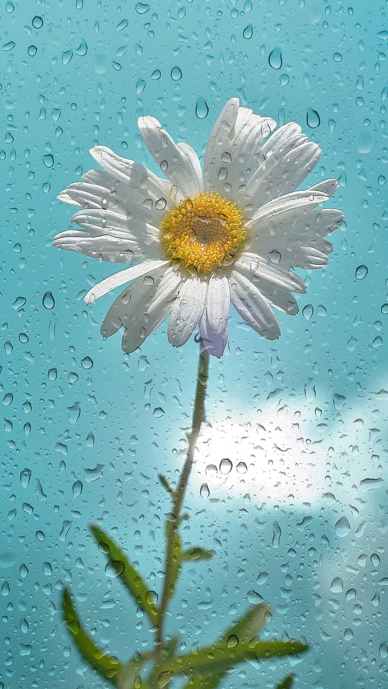 Rain, blue sky, daisy, flower, nature, white, white flower, HD ...