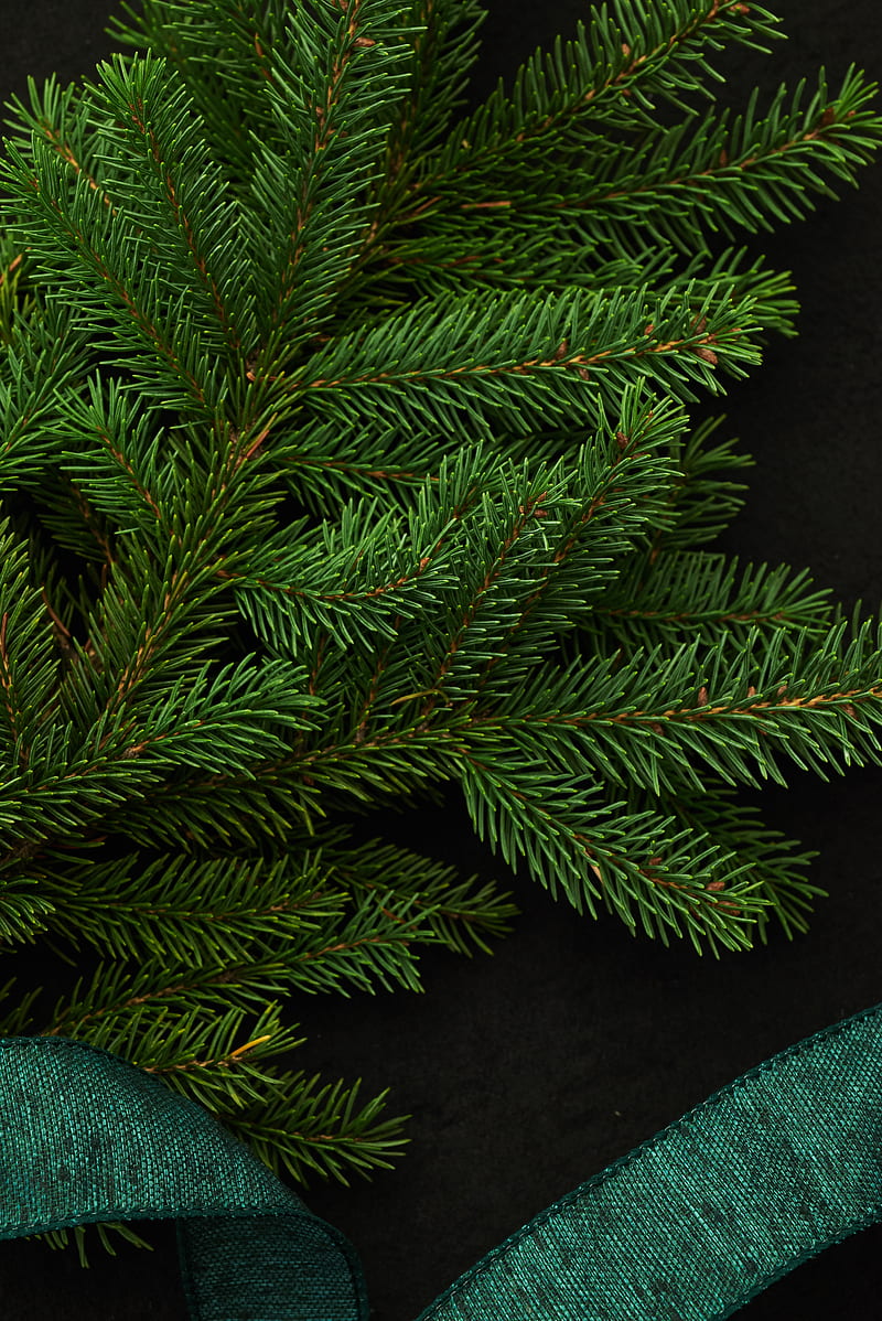spruce, branch, green, needles, HD phone wallpaper