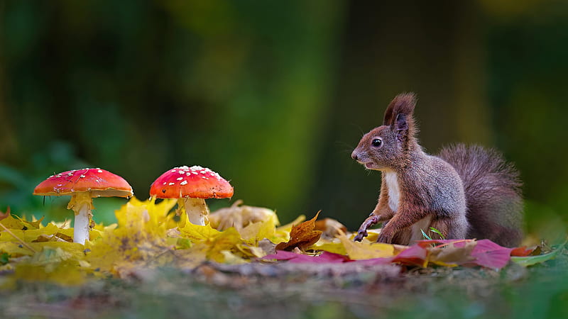 Squirrel Is Sitting Near Red Mushrooms With Shallow Background Squirrel, HD wallpaper