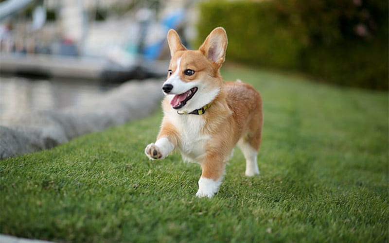 Pembroke Welsh Corgi, grass, animal, dog, HD wallpaper