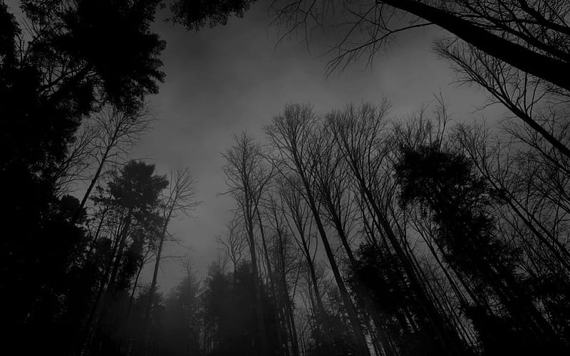 Dark Mood Woods, forest, nature, woods, dark, HD wallpaper