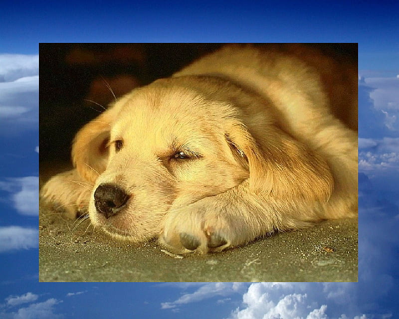 Head in the clouds, dog, HD wallpaper